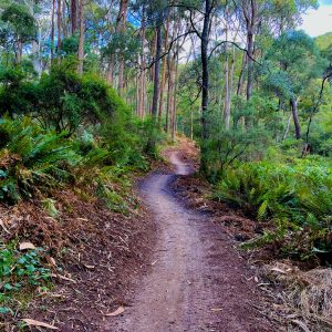 Beechworth Decent Indigo Epic Trail